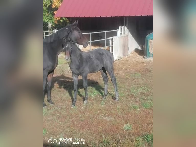 Selle Français Stallion Foal (07/2025) Grey-Dark-Tan in La Haye-Saint-Sylvestre