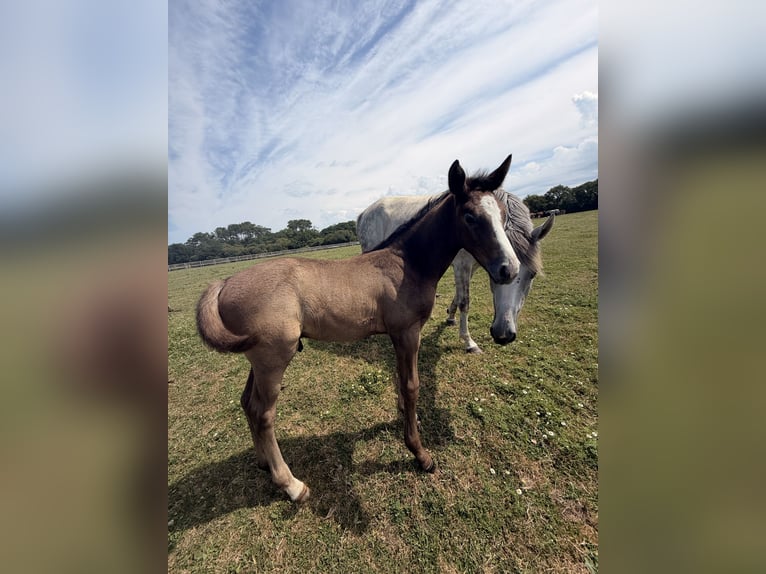 Selle Français Stallion Foal (05/2026) Grey-Dark-Tan in Penmarch