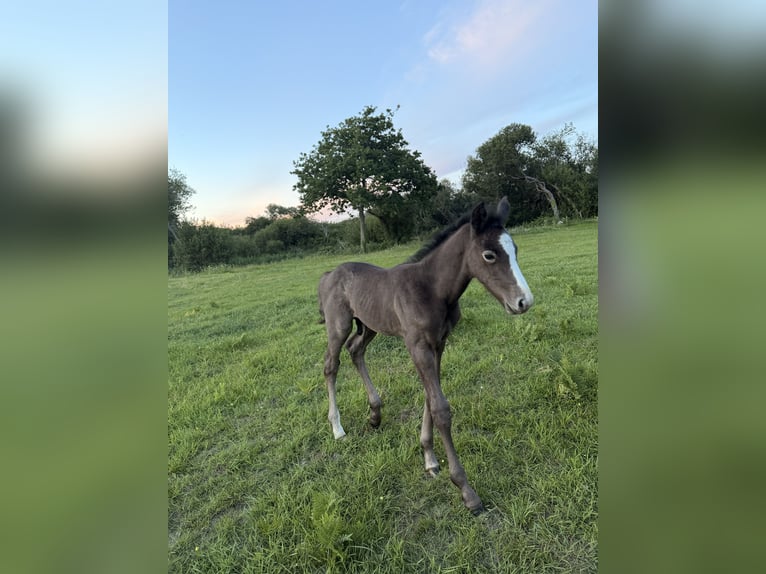 Selle Français Stallion Foal (05/2026) Grey-Dark-Tan in Penmarch