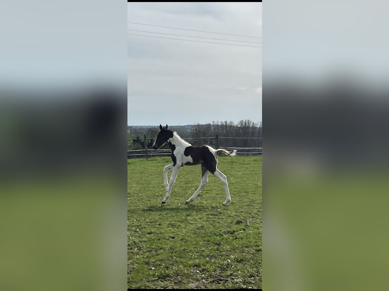Selle Français Stallion Foal (01/2024) Pinto in Ligre