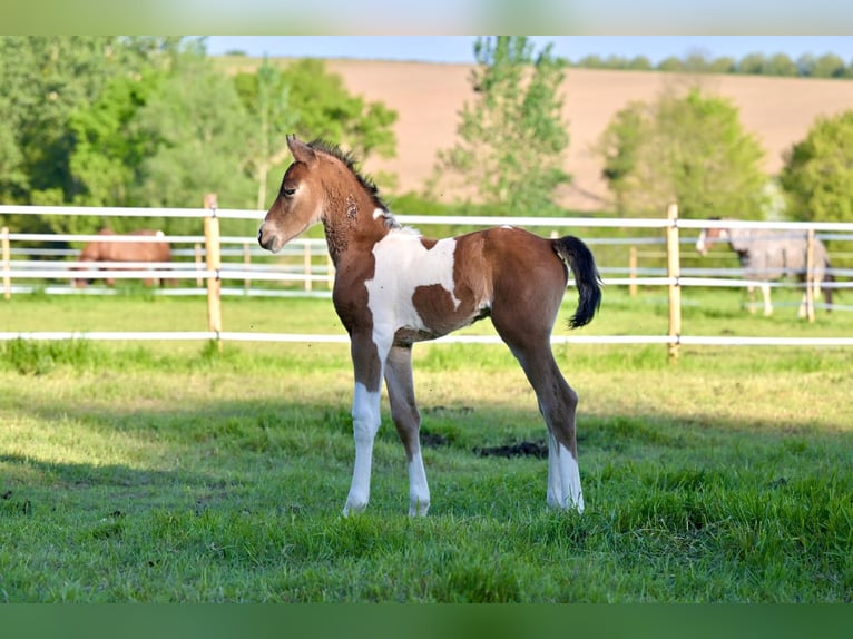 Selle Français Stallion Foal (06/2025) Pinto in Tr&#xE9;v&#xE9;
