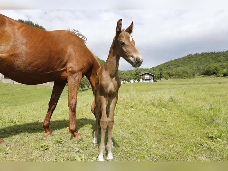 Selle Français Stallion Foal (06/2024) in Aspres-sur-Buëch