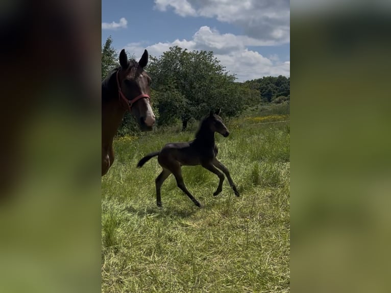 Selle Français Stallion Foal (01/2025) in Cluny