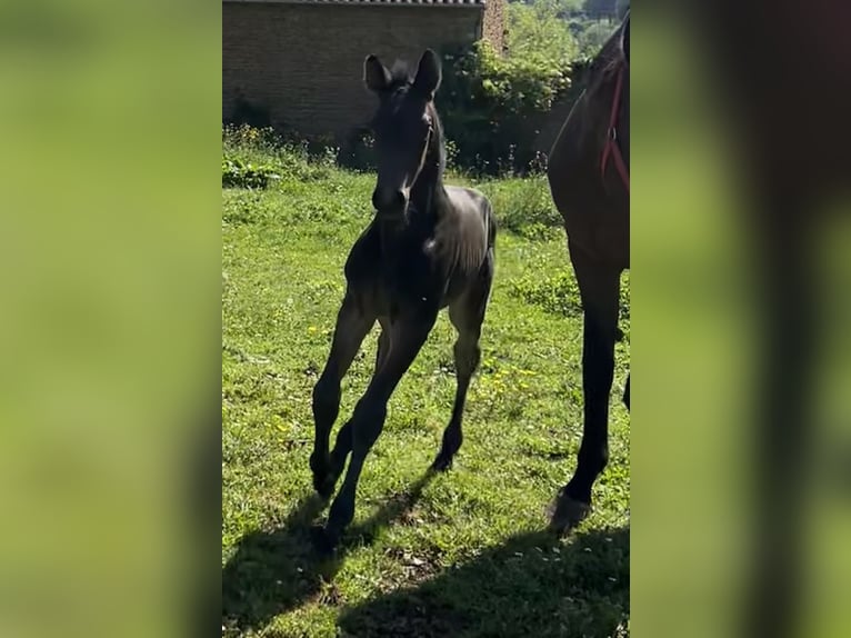Selle Français Stallion  Smoky-Black in Cluny