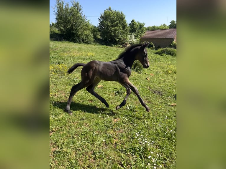 Selle Français Stallion  Smoky-Black in Cluny
