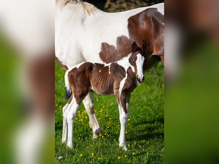 Selle Français Stallion  Tobiano-all-colors in Morlaix