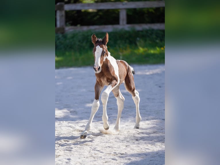 Selle Français Stallion  Tobiano-all-colors in Morlaix