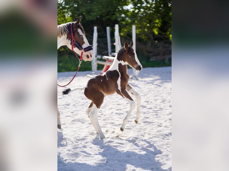 Selle Français Stallion  Tobiano-all-colors in Morlaix