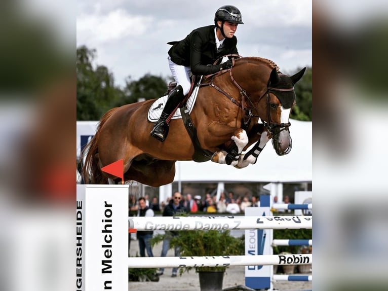 Selle Français Stallion in Lemwerder