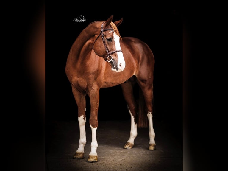 Selle Français Stallion in Lemwerder
