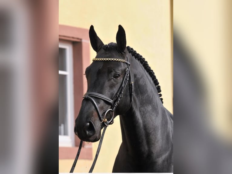 Selle Français Stallion Smoky-Black in Umpfenbach