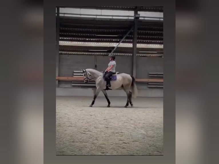 Selle Français Stallone 10 Anni 170 cm Grigio in Grote Brogel