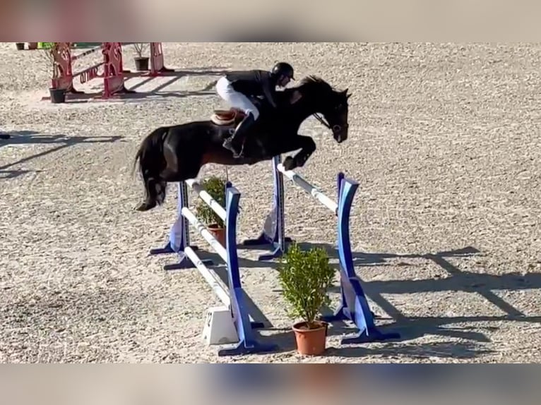 Selle Français Stallone 11 Anni 164 cm Baio ciliegia in Saint-Pierre-de-Coutances