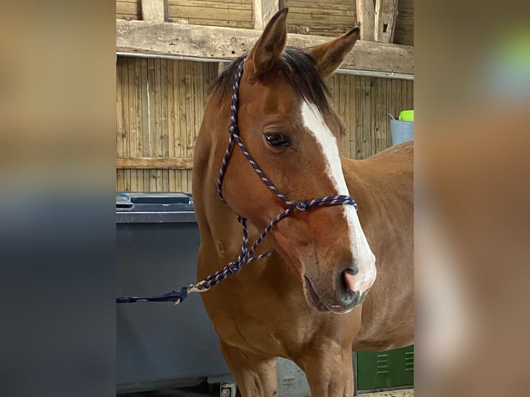 Selle Français Stallone 12 Anni 159 cm Baio in Croix Fonsomme