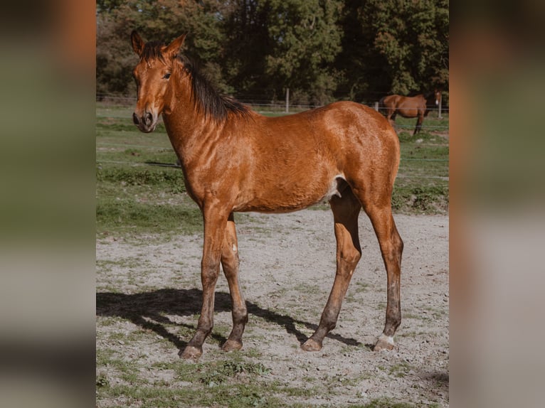 Selle Français Stallone 1 Anno 165 cm Baio in Vierzon