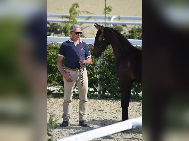 Selle Français Stallone 1 Anno 170 cm Baio scuro in Calvados