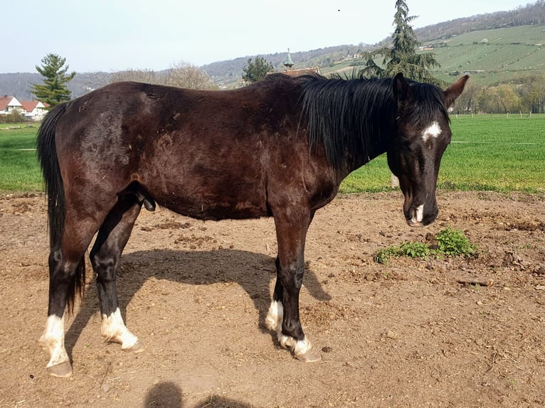 Selle Français Stallone 2 Anni 145 cm Morello in Dinsheim-sur-Bruche