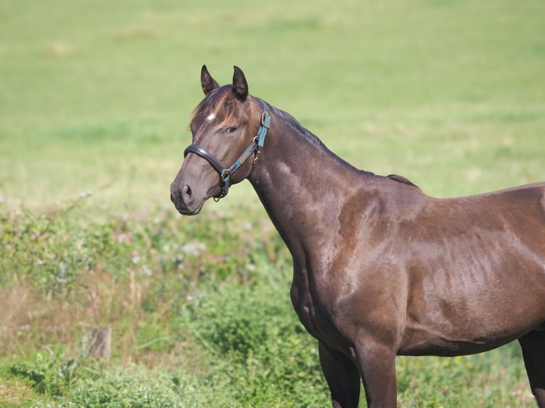 Selle Français Stallone 2 Anni 164 cm Grullo in Chateau Garnier