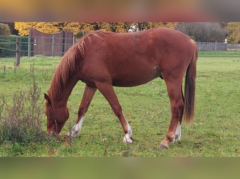 Selle Français Stallone 3 Anni 172 cm Sauro in Sint-Denijs-Westrem