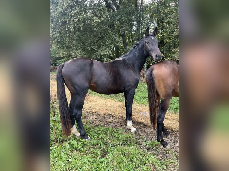 Selle Français Stallone 4 Anni 165 cm Morello in Portet