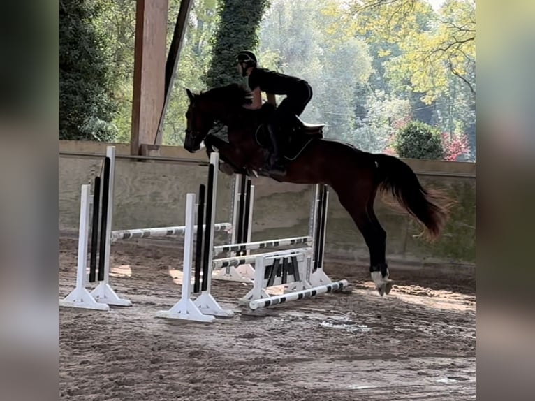 Selle Français Stallone 4 Anni 168 cm Baio in GROTE-BROGEL