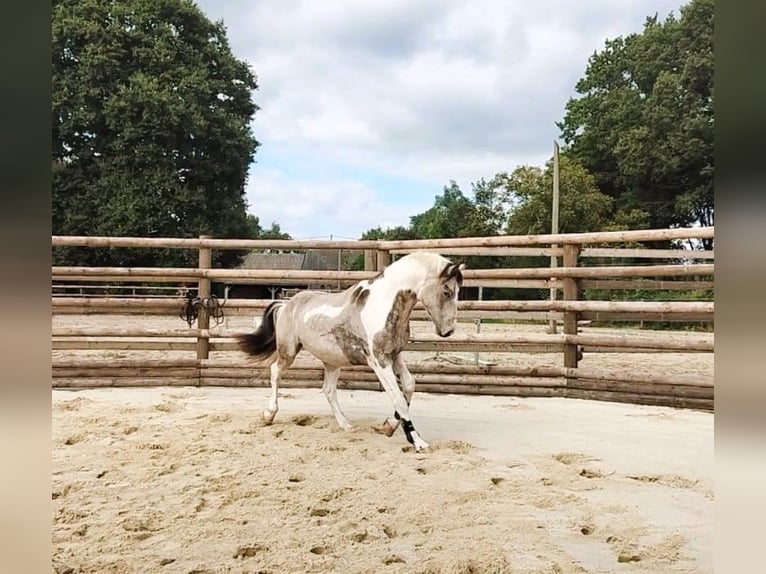 Selle Français Mix Stallone 6 Anni 154 cm Tobiano-tutti i colori in Hédé