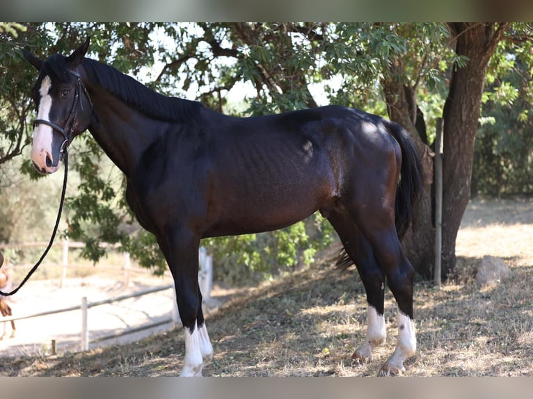 Selle Français Stallone 7 Anni 170 cm Morello in Villaviciosa De Odon