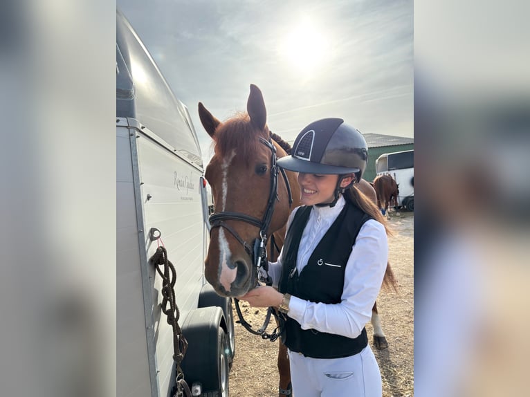 Selle Français Stallone 8 Anni 165 cm Sauro in Lons le Saunier