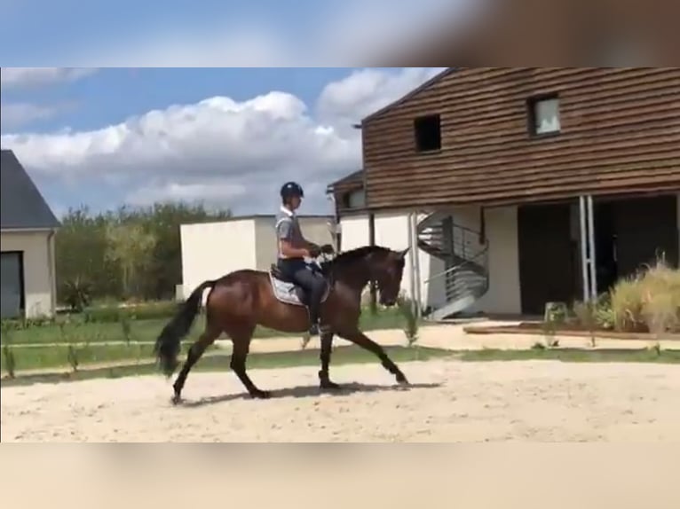 Selle Français Stallone 9 Anni in Utrecht