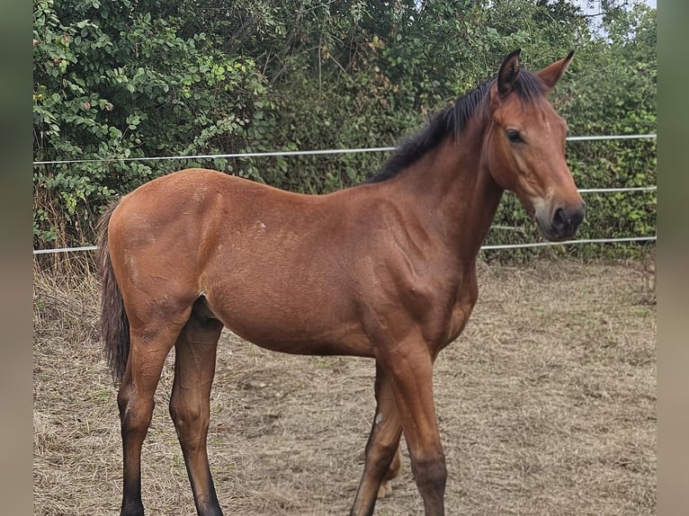 Selle Français Stallone Puledri (04/2026) 135 cm Baio in Coulon