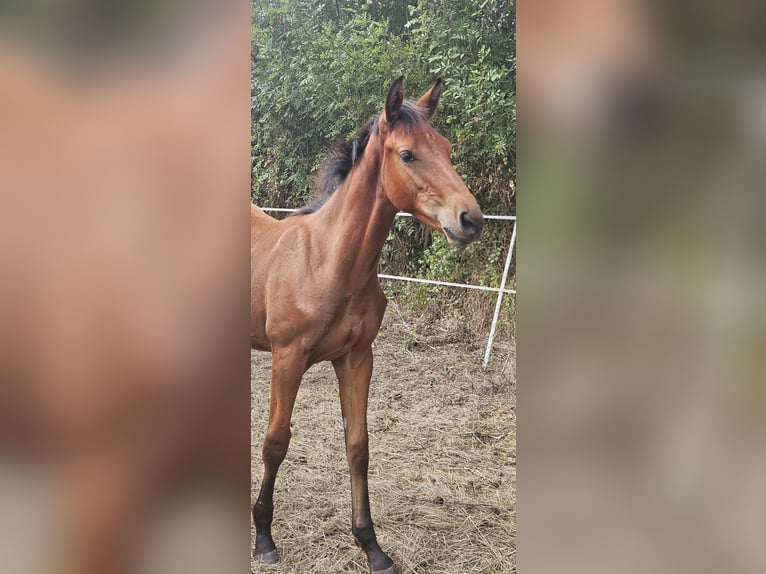 Selle Français Stallone Puledri (04/2026) 135 cm Baio in Coulon