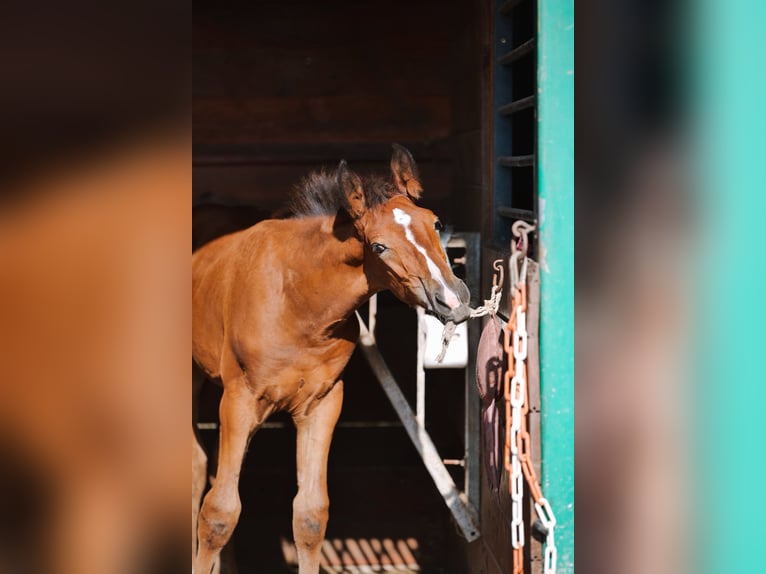 Selle Français Stallone Puledri (05/2025) 165 cm Baio in LA VERPILLIERE