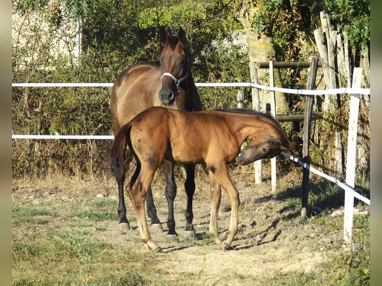 Selle Français Stallone Puledri (07/2026) 170 cm Morello in captieux