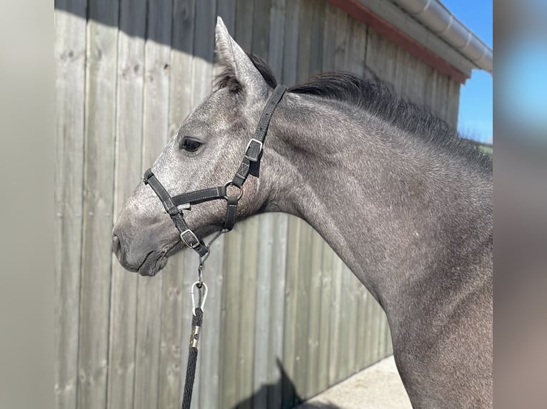 Selle Français Stallone Puledri (04/2026) Grigio in Naives en Blois