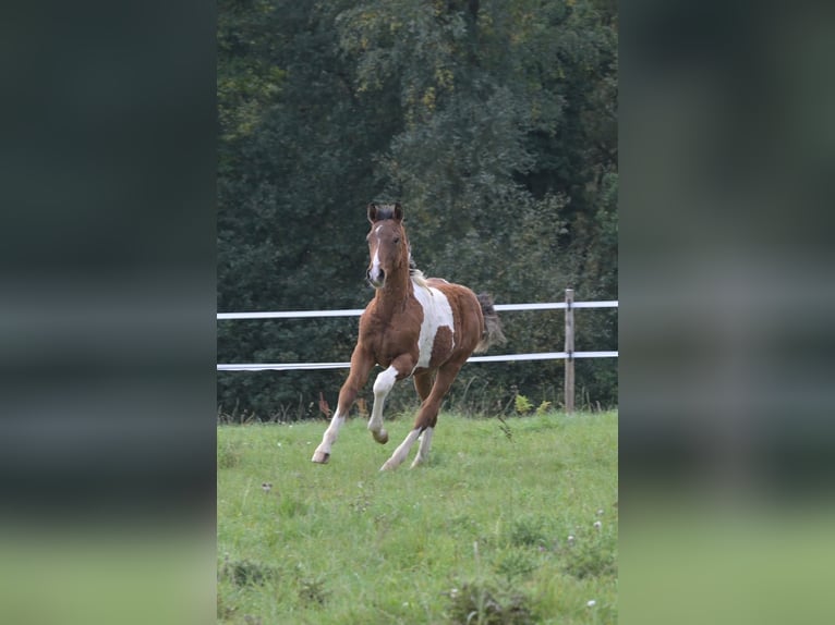 Selle Français Stallone Puledri (06/2025) Pezzato in Tr&#xE9;v&#xE9;