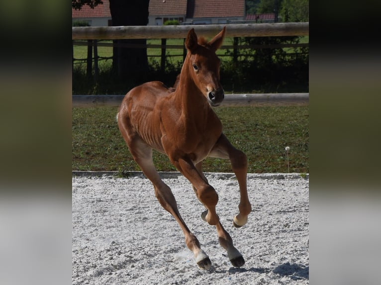 Selle Français Stallone  Sauro in Lombron