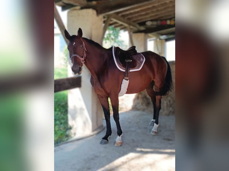 Selle Français Sto 7 år 160 cm Brun in LE FOUSSERET