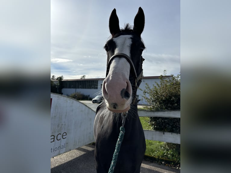 Selle Français Sto 9 år 164 cm Svart in Loßburg