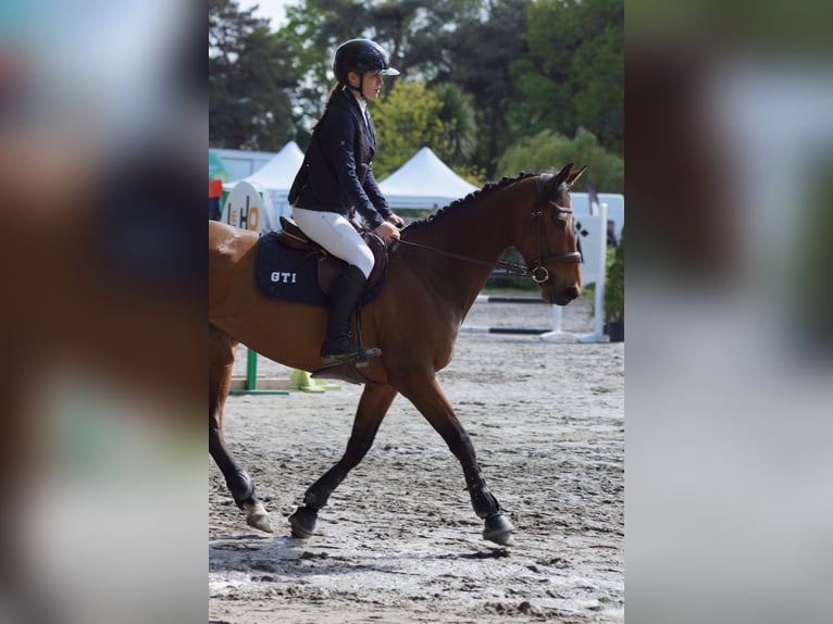 Selle Francais Stute 10 Jahre 162 cm Brauner in Léhon