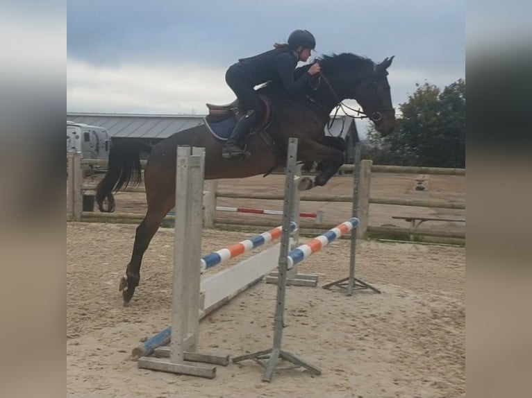 Selle Francais Stute 10 Jahre 163 cm Brauner in Ebreichsdorf