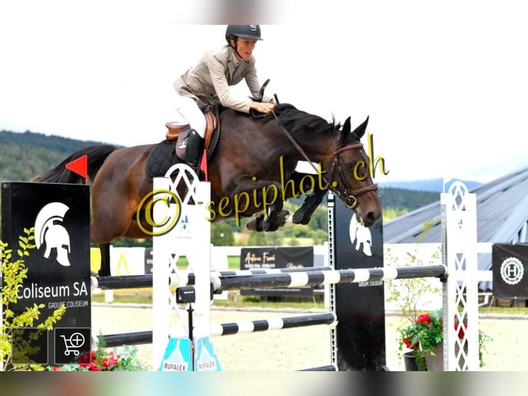 Selle Francais Stute 10 Jahre 163 cm Schwarzbrauner in Vich