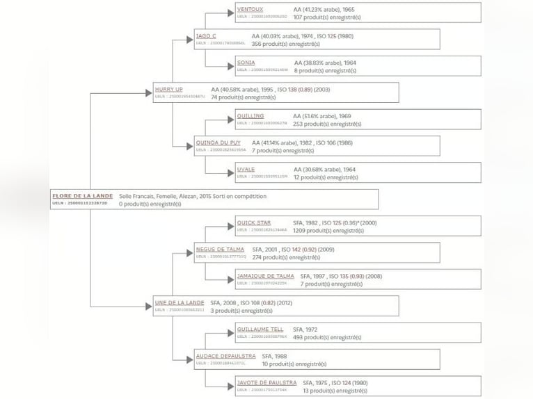 Selle Francais Stute 10 Jahre 164 cm Fuchs in Essarts en Bocage