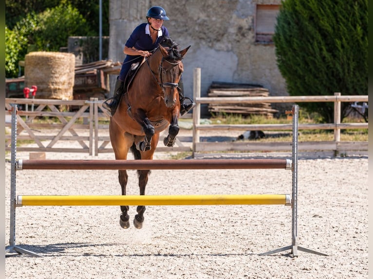 Selle Francais Stute 10 Jahre 165 cm Dunkelbrauner in Isére