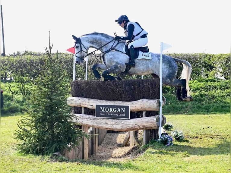 Selle Francais Stute 10 Jahre 165 cm Rotbrauner in Warwickshire