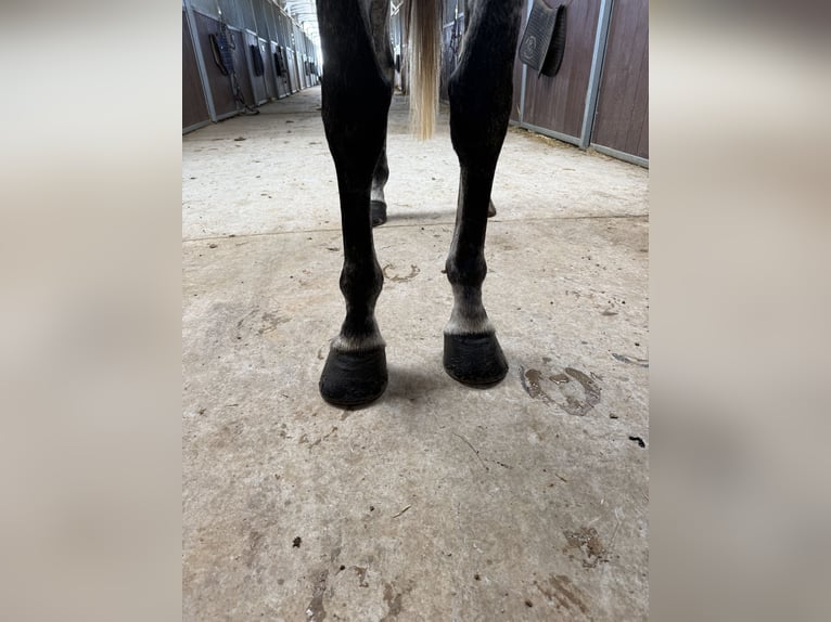Selle Francais Stute 10 Jahre 165 cm Schimmel in GROTE-BROGEL