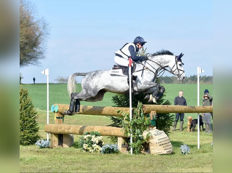 Selle Francais Stute 10 Jahre 165 cm Schimmel in Warwickshire