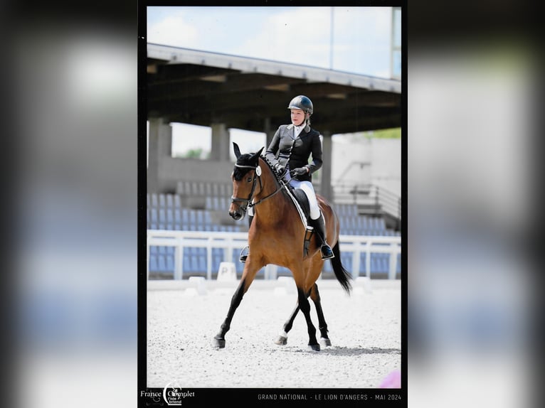 Selle Francais Stute 10 Jahre 166 cm Brauner in Le Garric