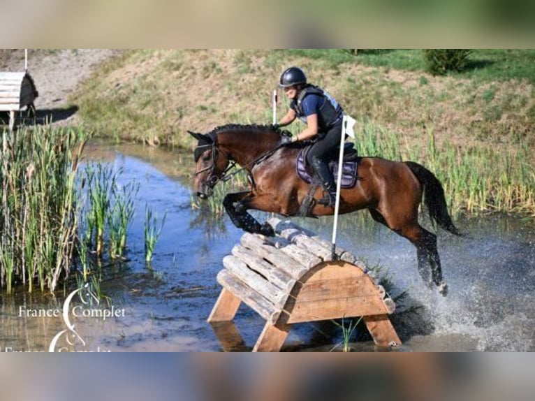 Selle Francais Stute 10 Jahre 166 cm Brauner in Le Garric