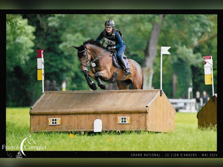 Selle Francais Stute 10 Jahre 166 cm Brauner in Le Garric