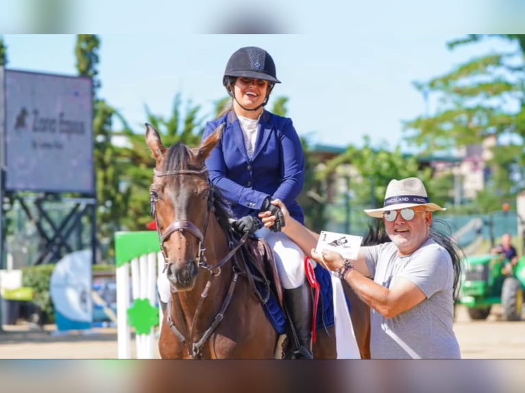 Selle Francais Stute 10 Jahre 167 cm Dunkelbrauner in Cargadero Viejo